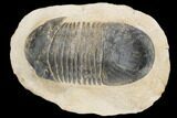 Bargain, Paralejurus Trilobite - Atchana, Morocco #126917-4